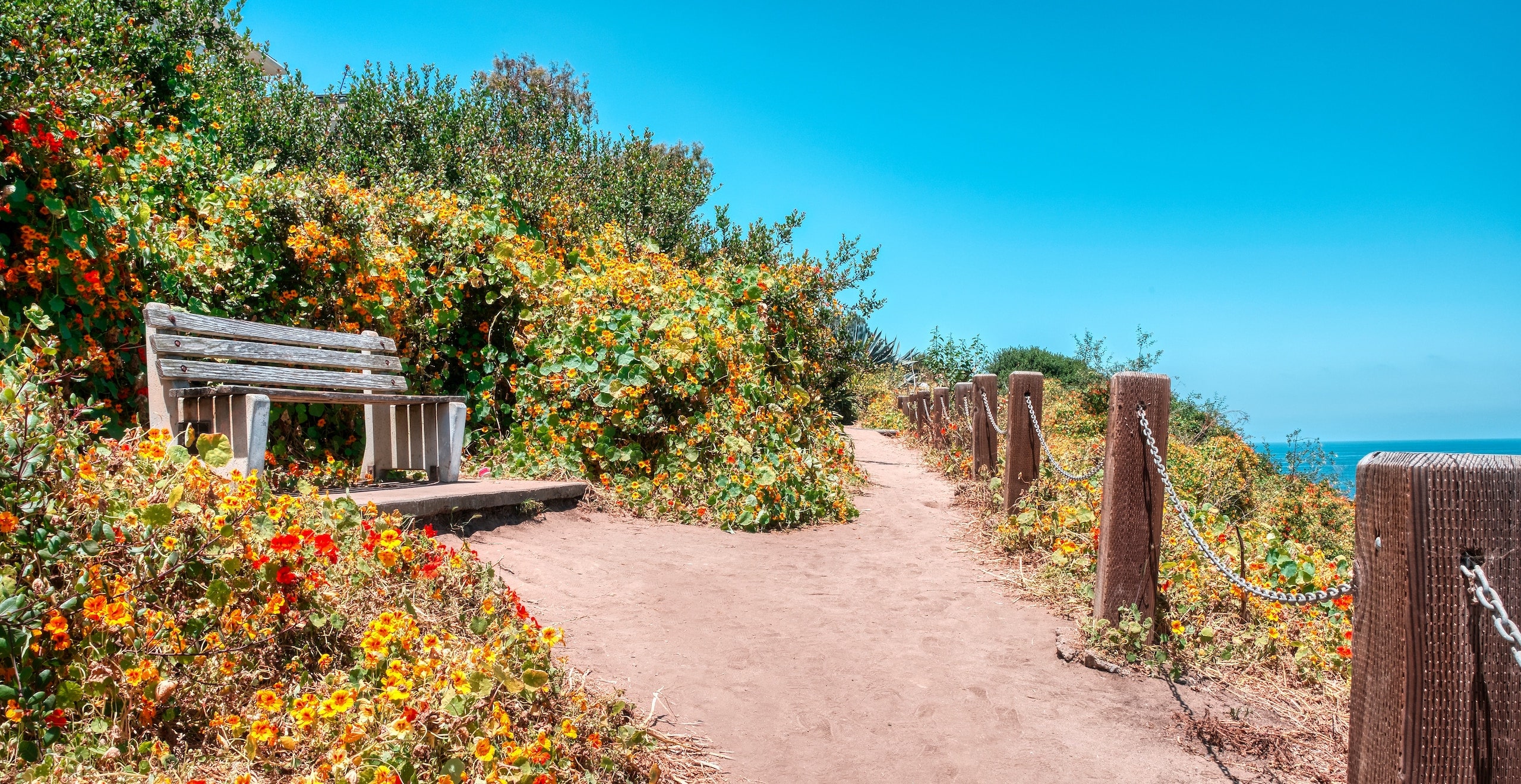 Scenic coastal walking path with a wooden bench, flowering shrubs, and ocean views under a clear blue sky