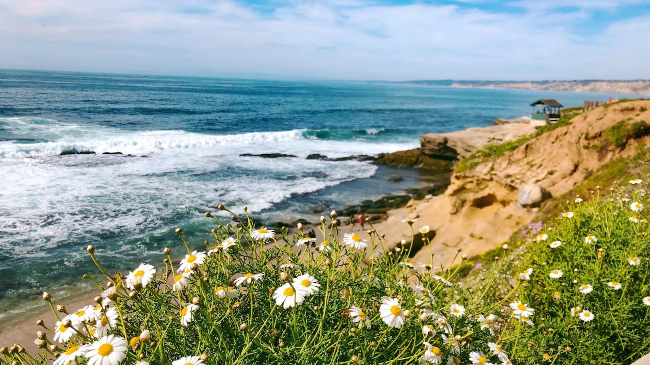 Coastal bluff with blooming wildflowers overlooking ocean waves and rocky shoreline under a clear sky