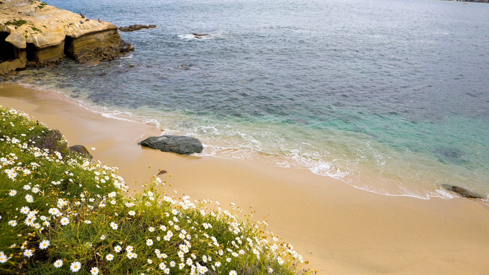 Quiet sandy beach with clear turquoise water, rocky shoreline, and white wildflowers along a coastal bluff