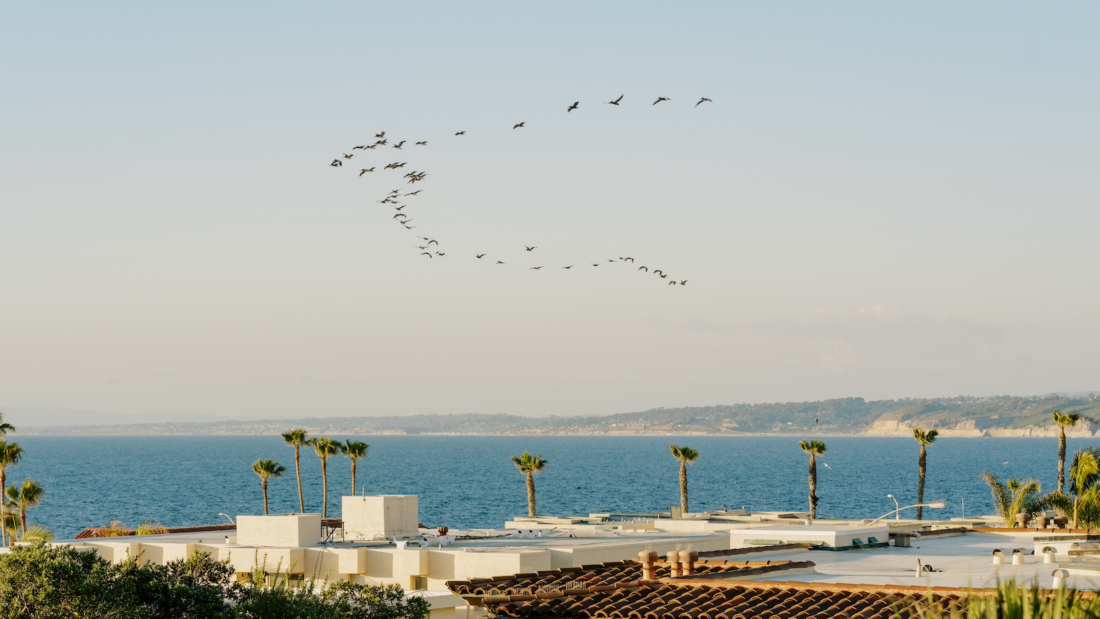 Flock of birds flying over a coastal horizon with palm trees, ocean views, and rooftops under a clear sky