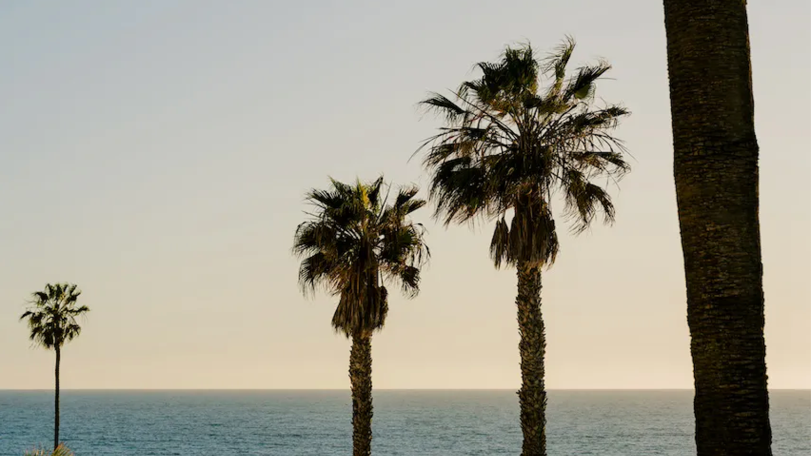 Palm trees silhouetted against a clear sky overlooking the ocean in a calm coastal landscape