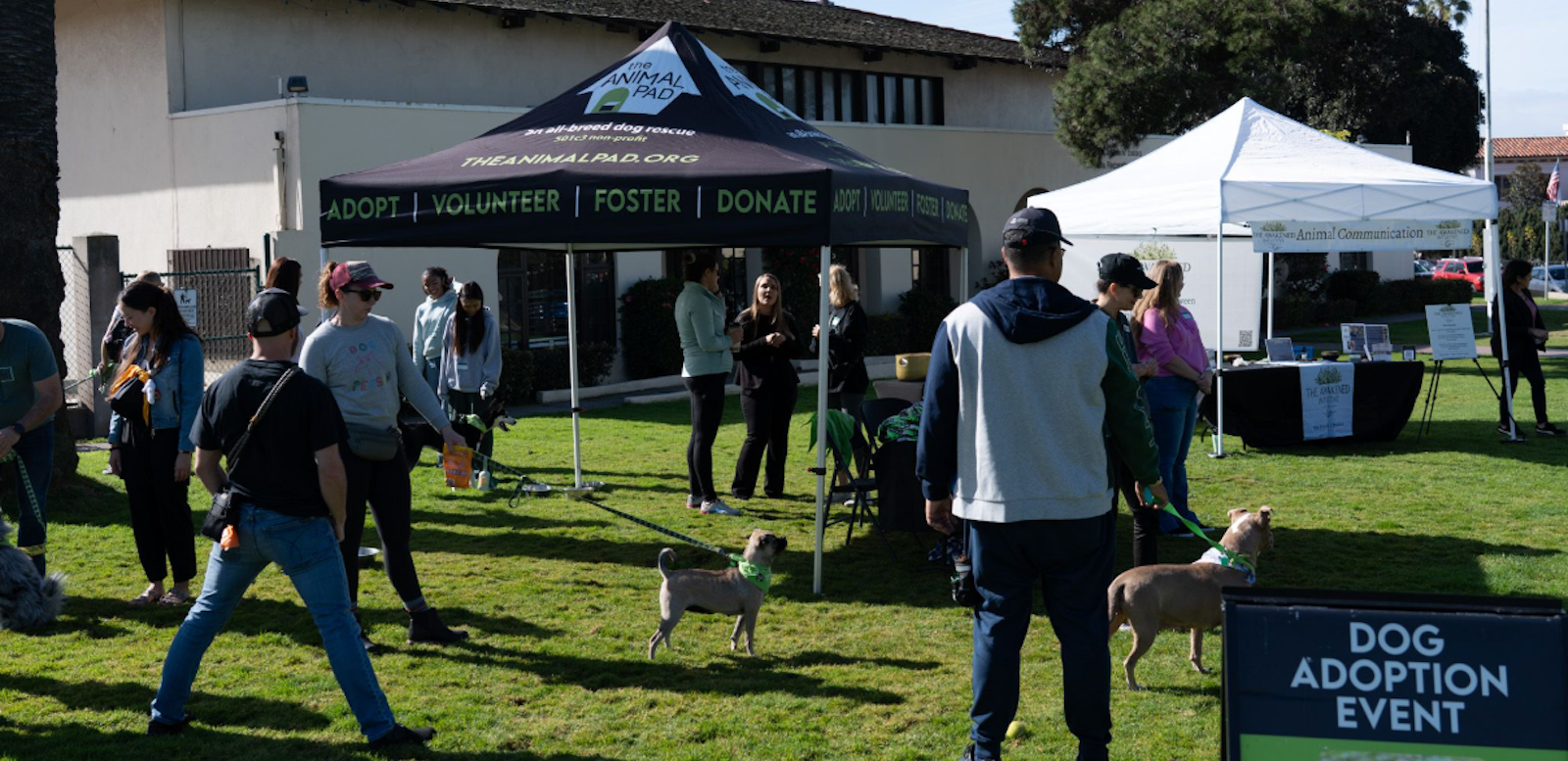 Community dog adoption event in a park with people interacting with dogs near adoption tents on a sunny day