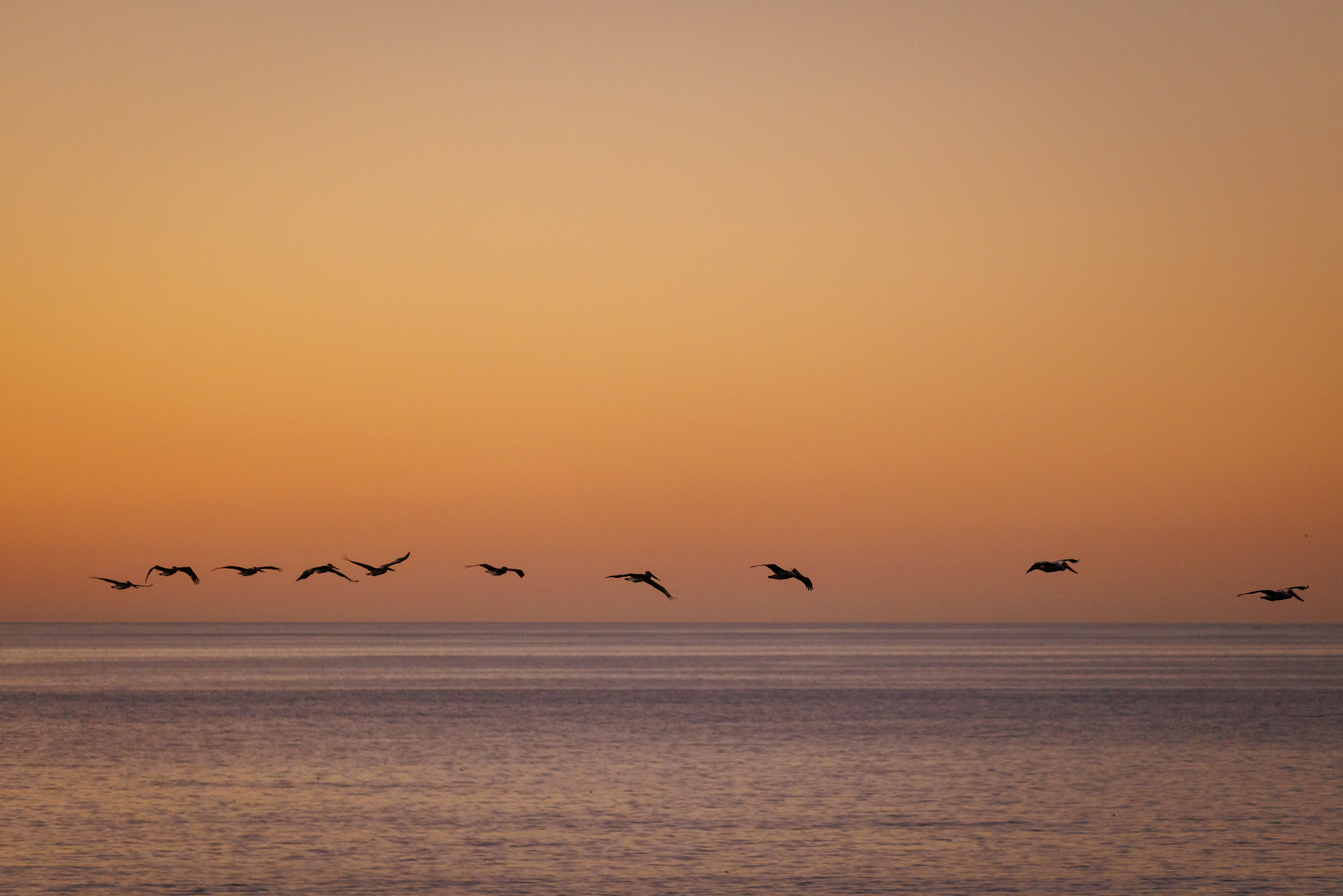 Flock of seabirds flying over the ocean at sunset, silhouetted against a warm orange sky above calm coastal waters.