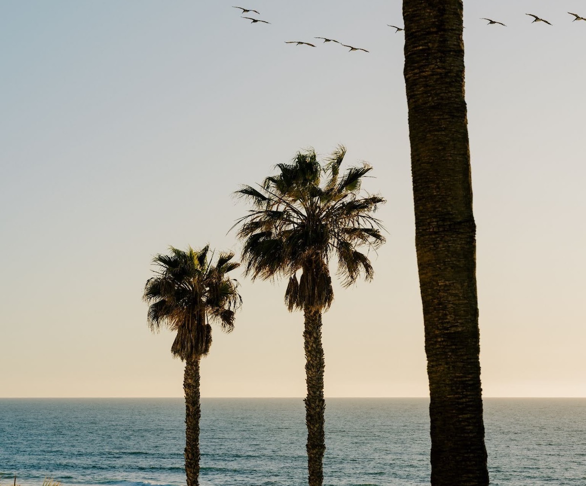 Palm trees silhouetted against a calm ocean at sunset, with a line of birds flying across a pale sky.