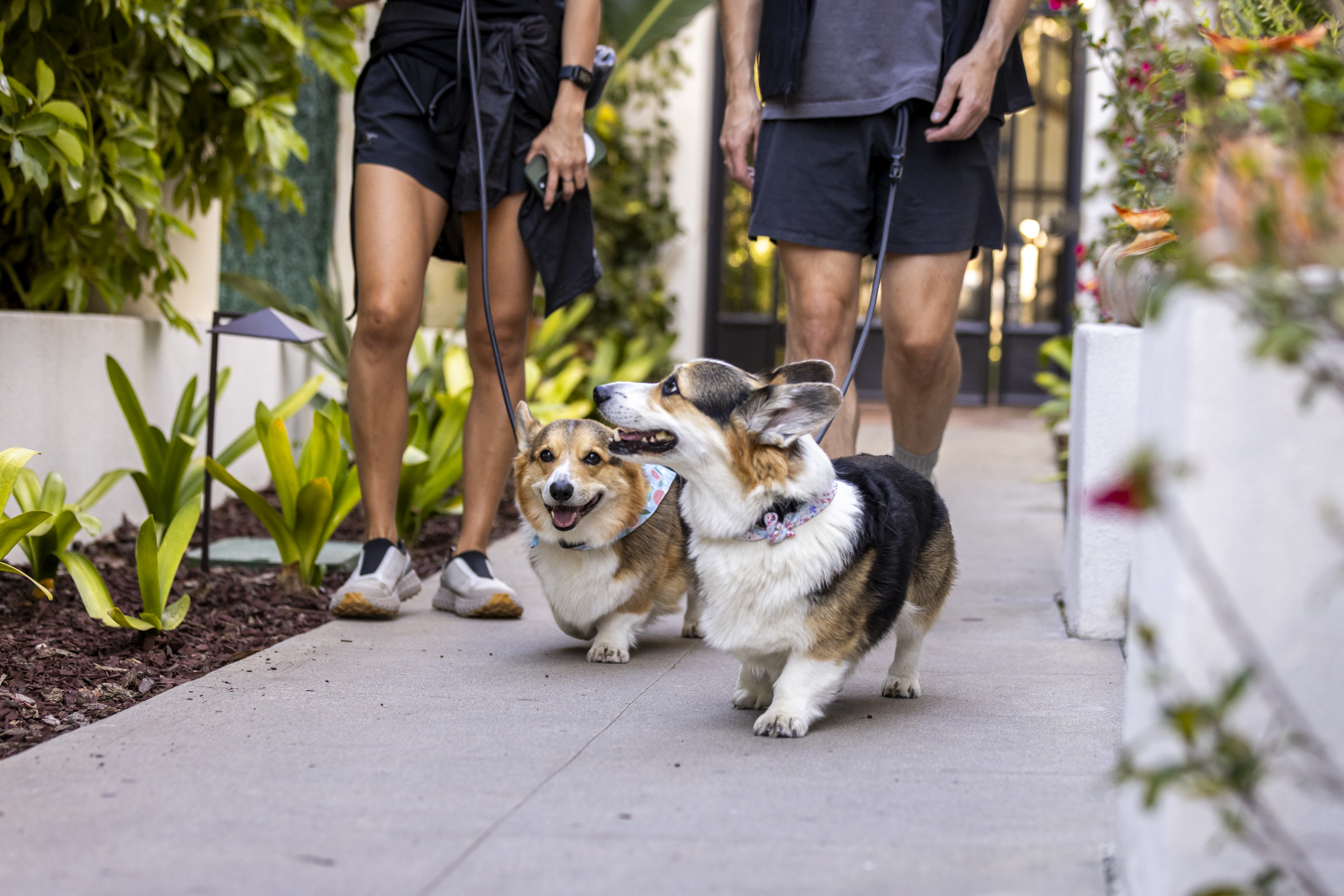 Orli 2024 Med Res Will Edwards 55 Two corgis on leashes walking with their owners along a lush garden pathway.